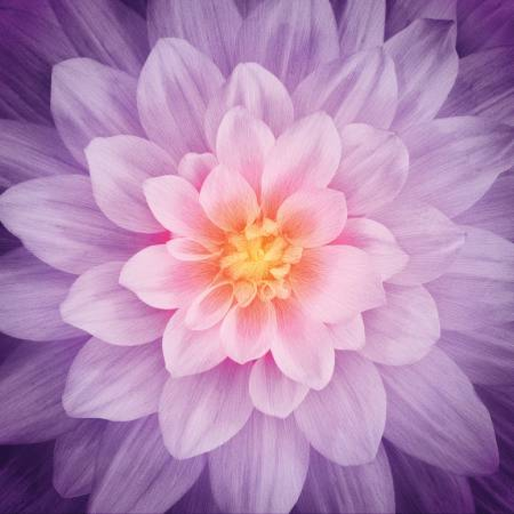 Hoffman Dream Big Panel Orchid